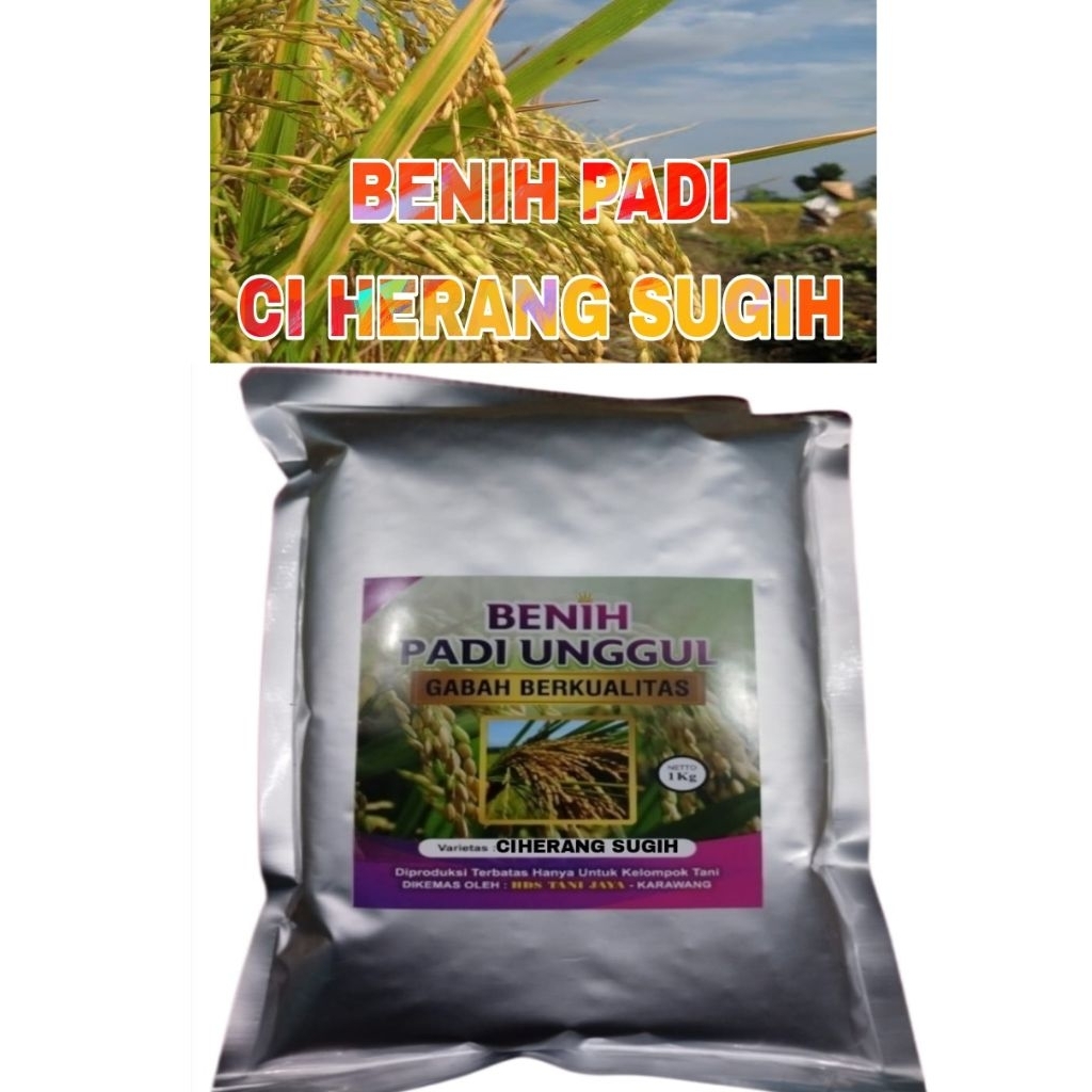 BENIH PADI 1KG CIHERANG SUGIH ORIGINAL LABEL PUTIH