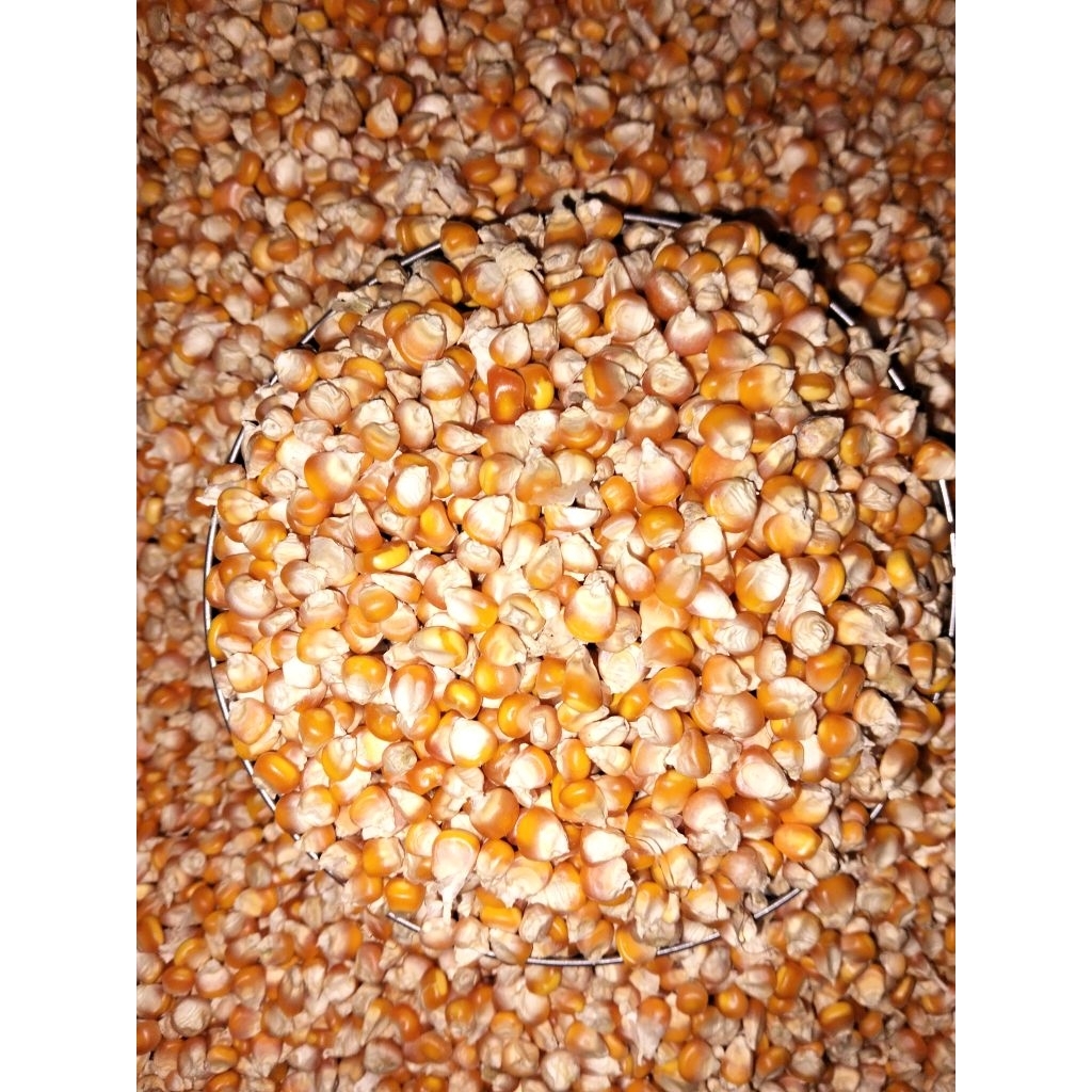 JAGUNG PIPIL PAKAN AYAM 1KG