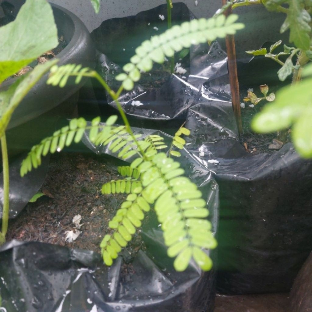 bibit daun saga rambat