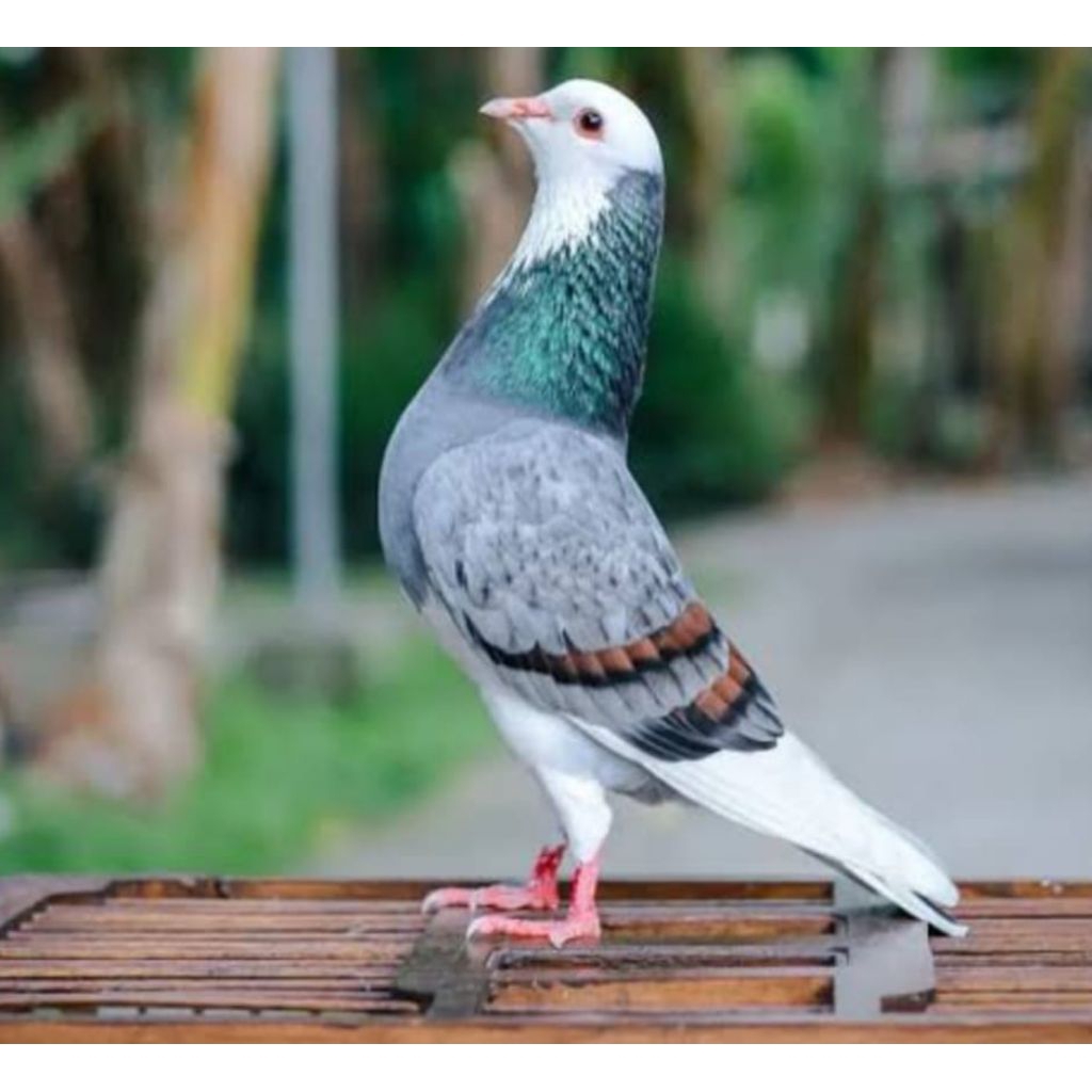 telur fertil burung merpati kolong siap tetas