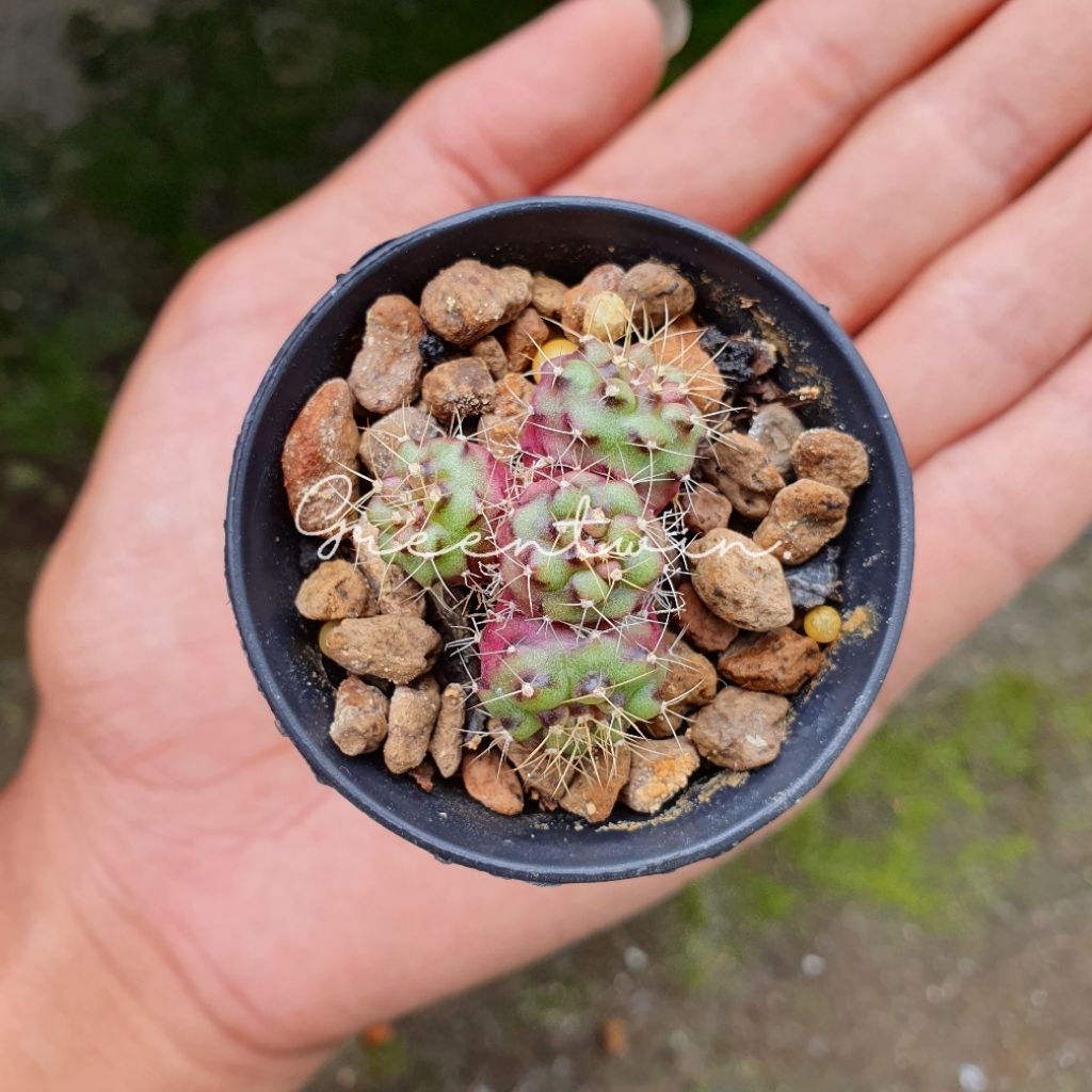 Kaktus | gymno damsii ungu triple head