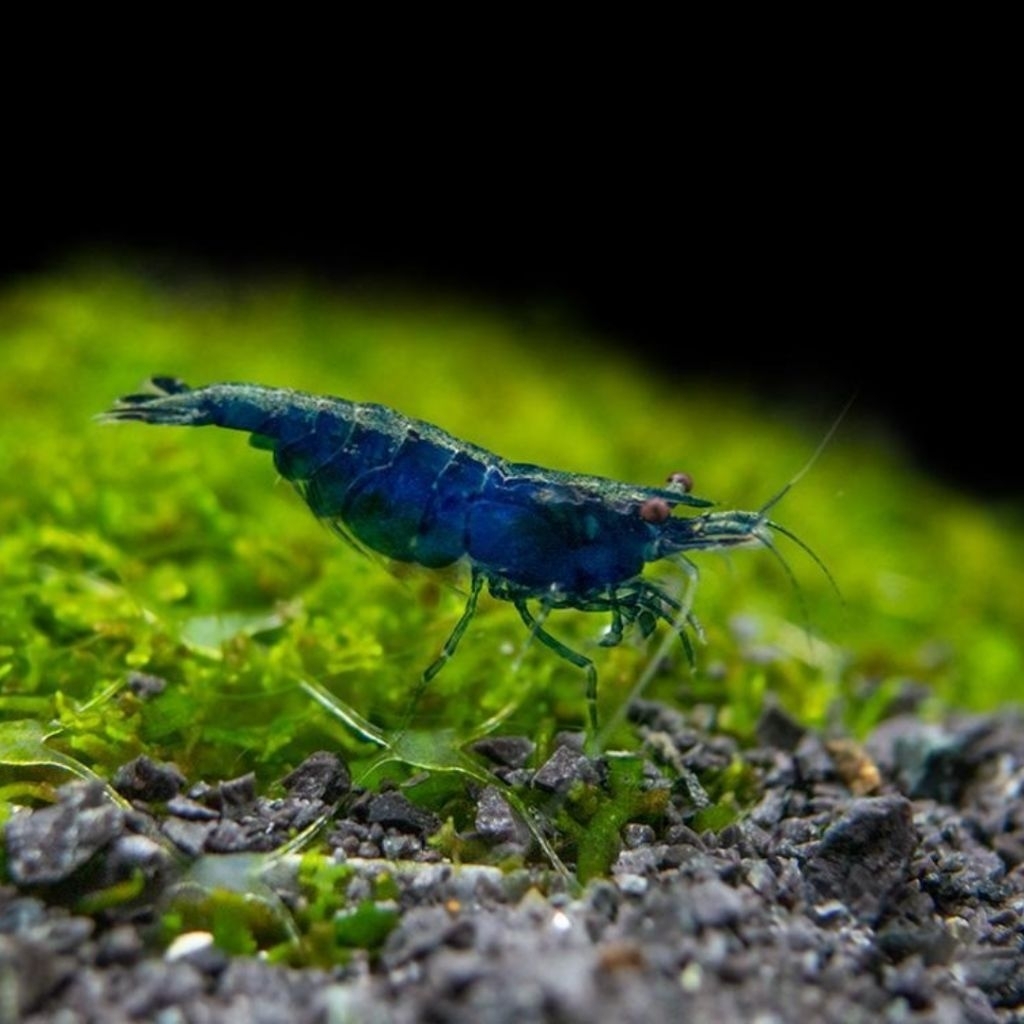 hiasan aquarium udang hias blue diamond
