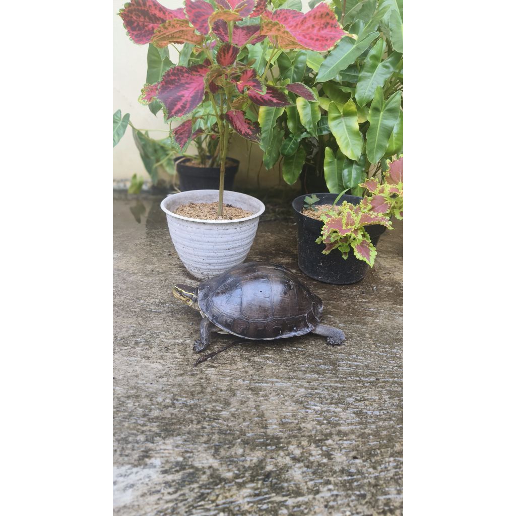 Kura Kura Ambon Indukan Size 15-20 Cm / Bisa Request Jenis Kelamin