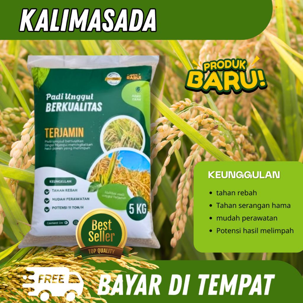 Benih Padi Unggul KALIMASADA Kemasan 5kg kualitas benih padi unggul