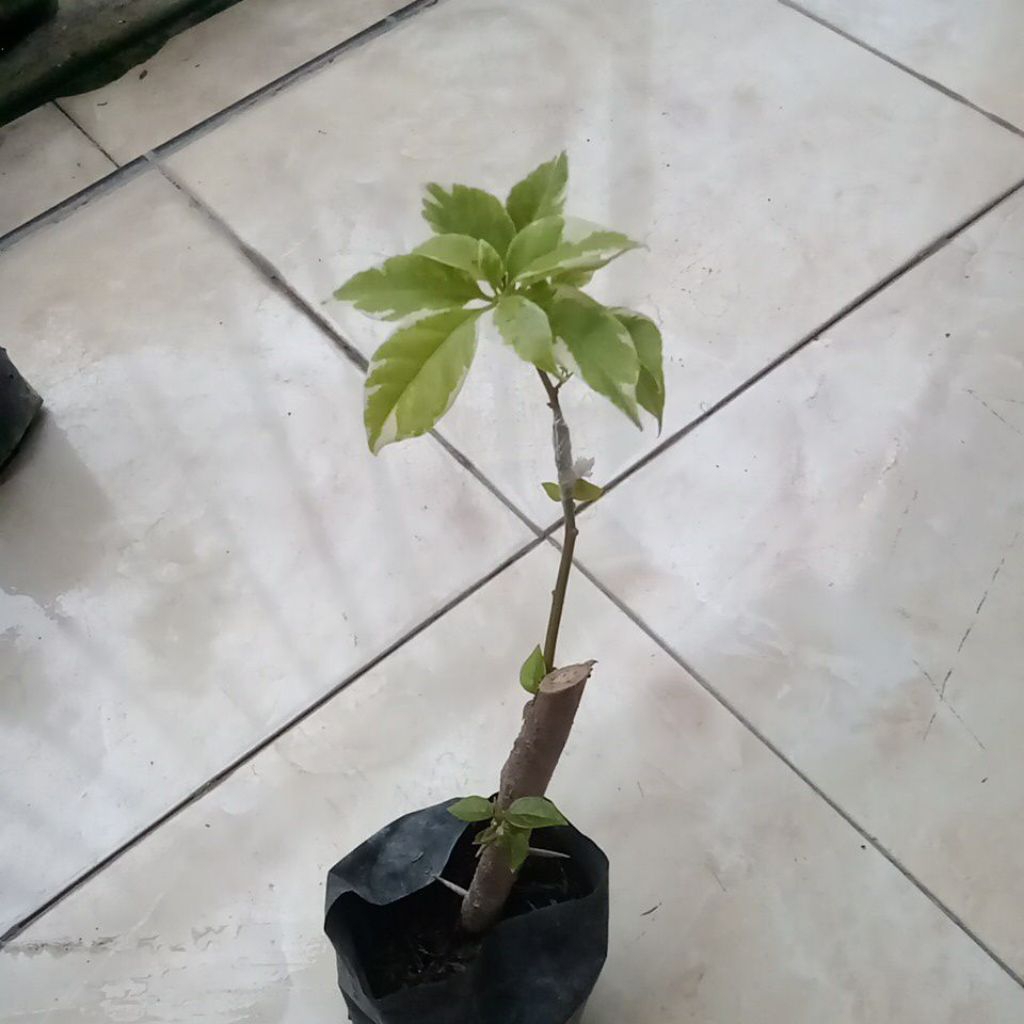 Bougenville 2 warna (Lokal putih varigata+ orian orange)