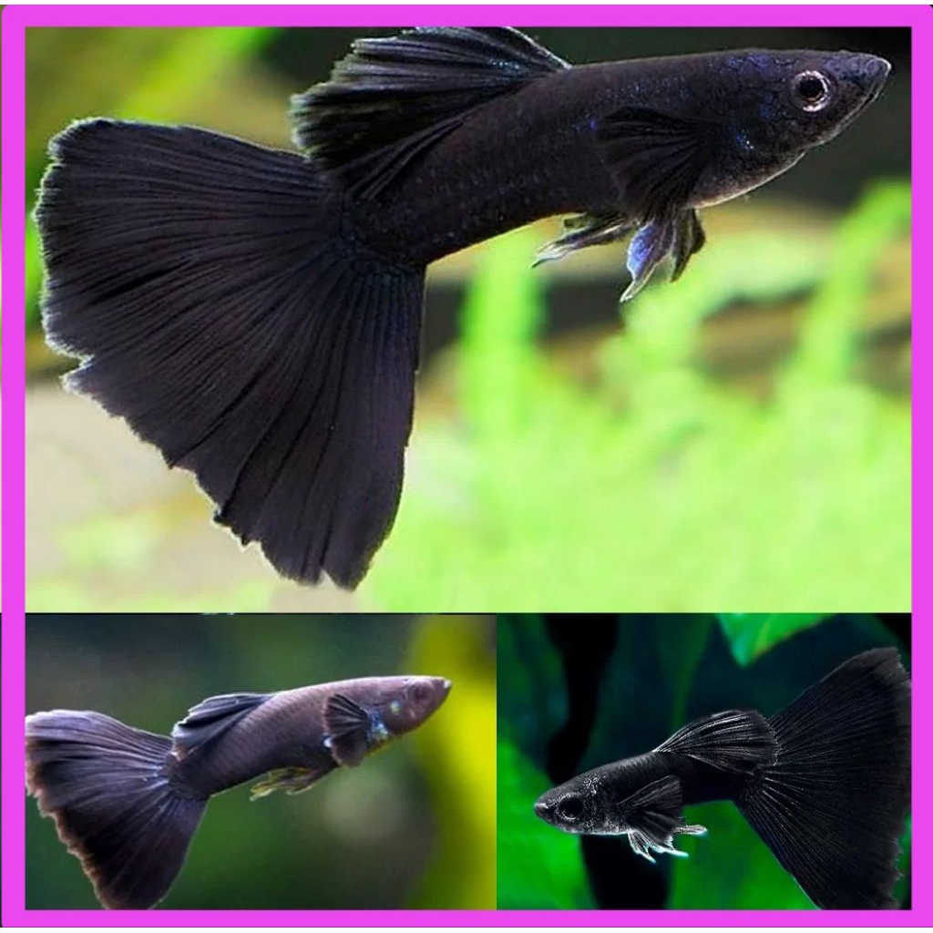 guppy BLACK MOSCOW sepasang indukan siap kawin pembersih akuarium