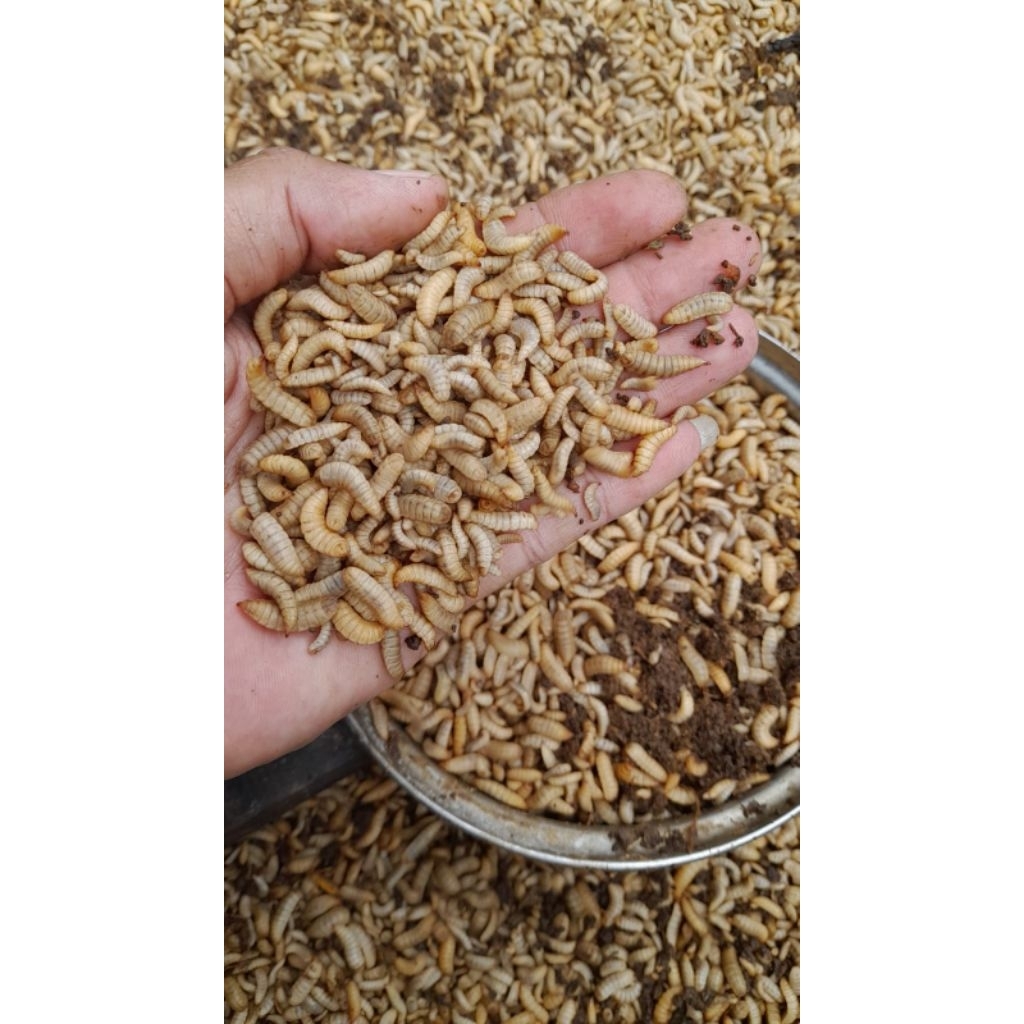 magot hidup 500 gram