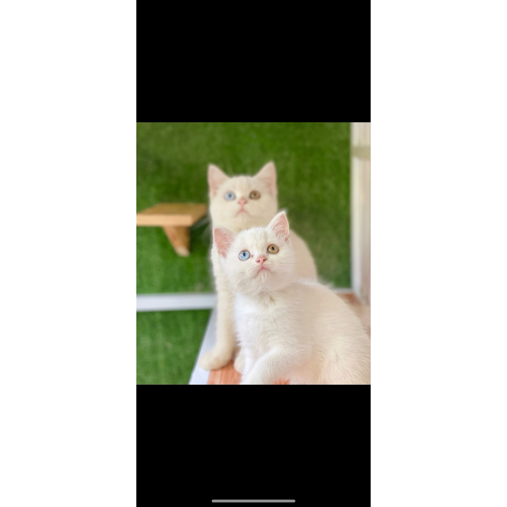 British shorthair odd eyes rare