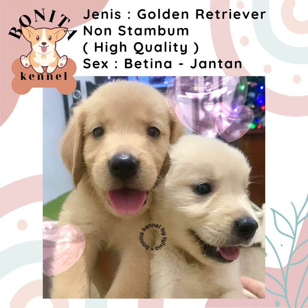 Golden Retriever Non Stambum Anak Anjing Golden Jantan Betina Big Bone