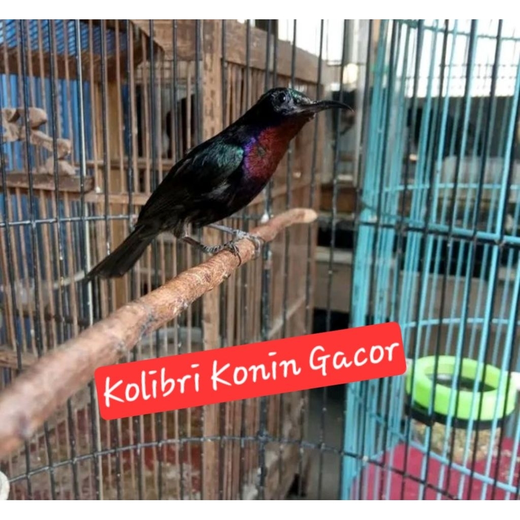 king konin gacor kolibri jantan