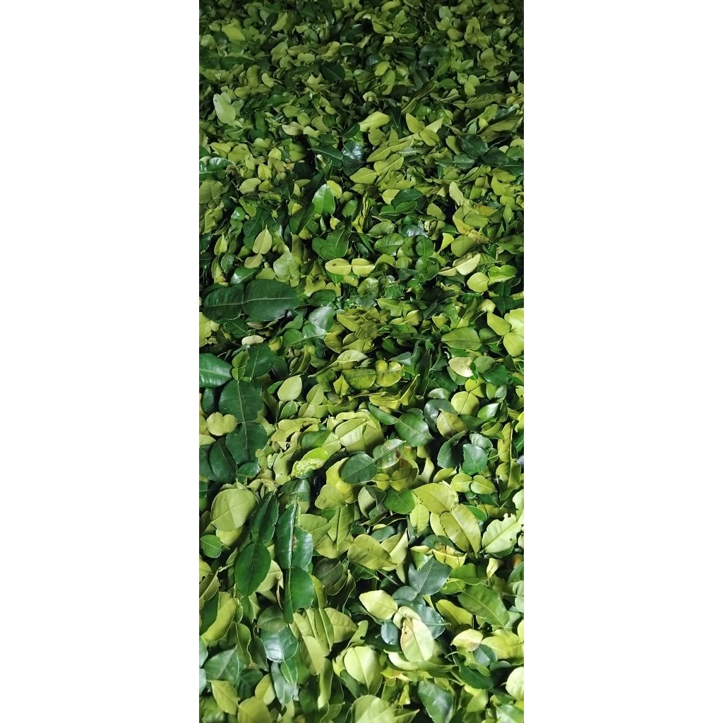 Daun Jeruk Purut Segar bali