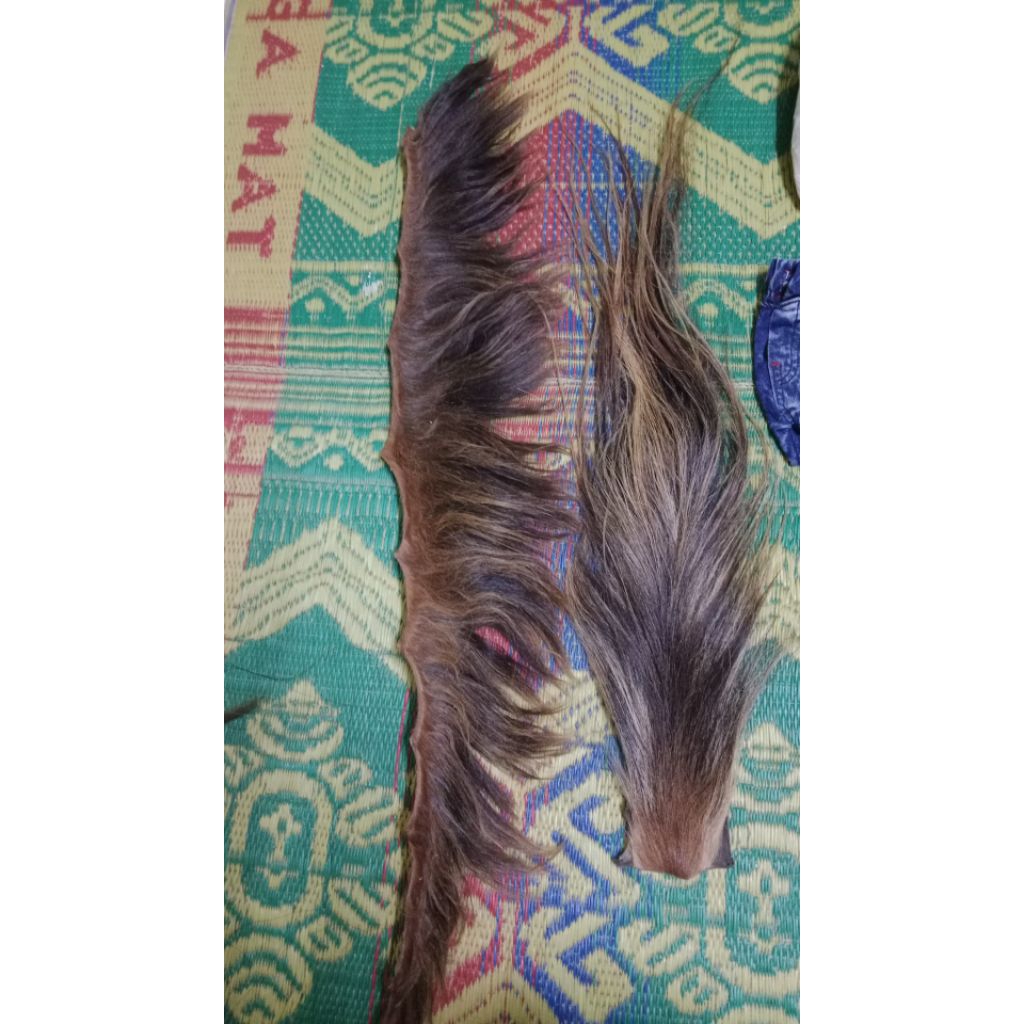 sepepasang suri dan ekor kuda