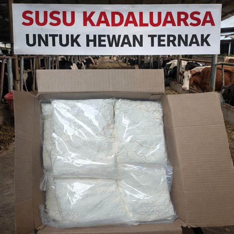 Susu Afkir Kadaluarsa Untuk Campuran Pakan Ternak Kambing Sapi Cempe Domba Ayam