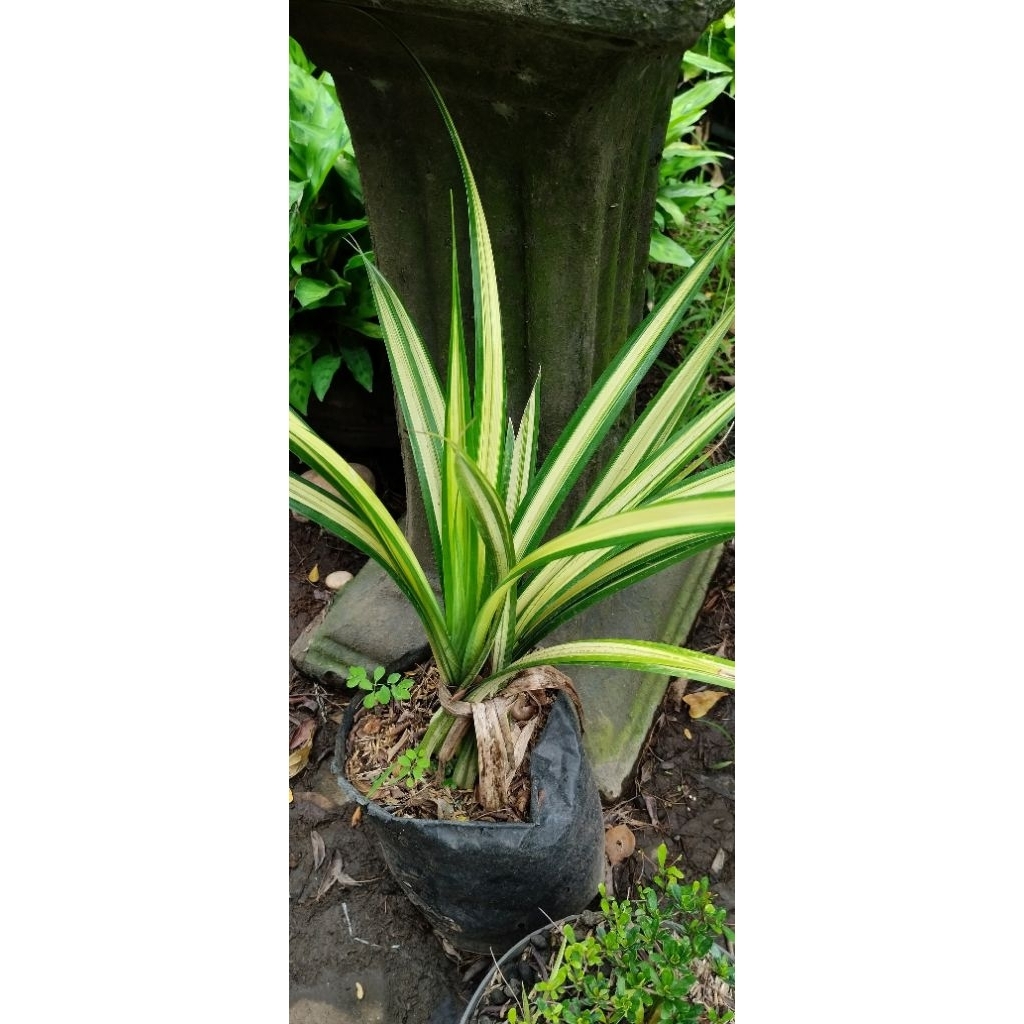 Tanaman Hias Pandan Variegata