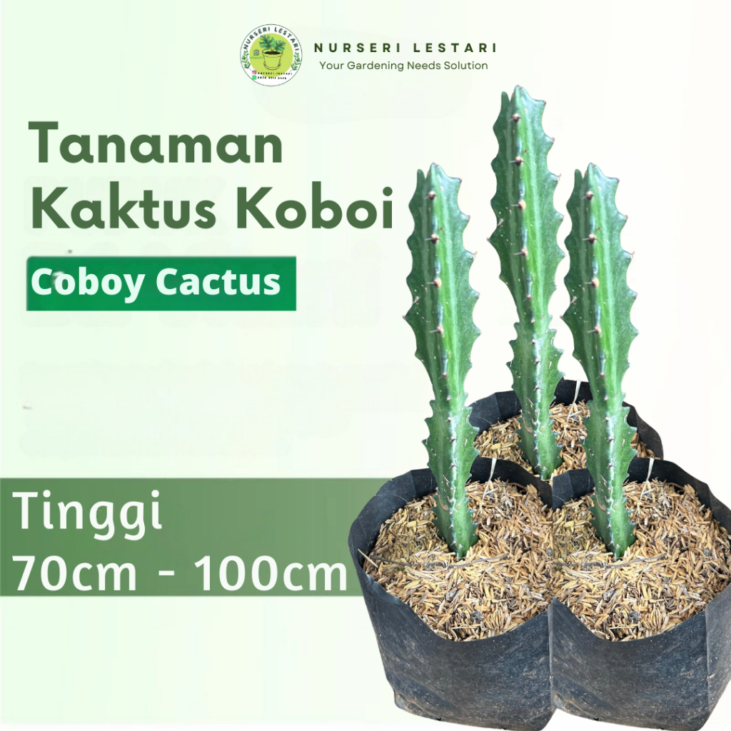 Tanaman Kaktus Tulang Lactea
