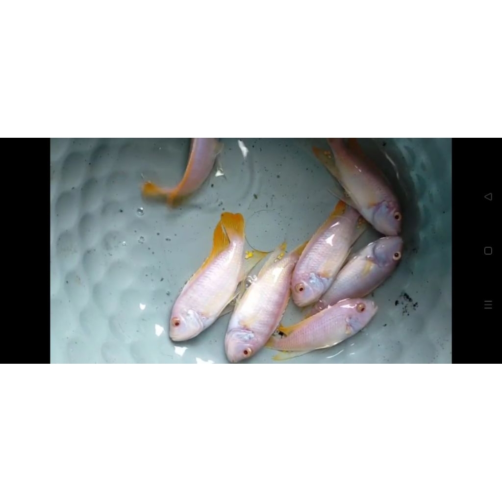 grashekei,albino/mbuna/chikhlid/8,9cm