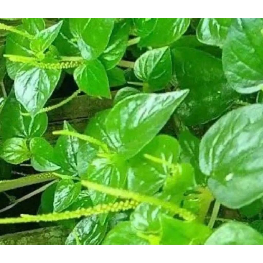 daun sirih cina segar 1kg