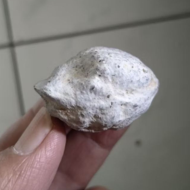 Kemiri Adu Muncang Adu Jayanti Milenial Petot Penyok Tua Jatuhan