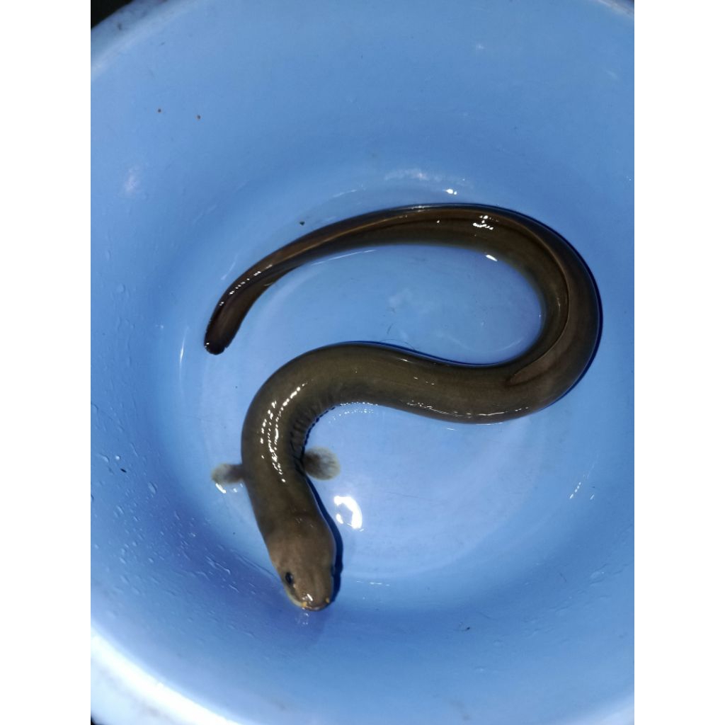 Ikan sidat 1 ekor 100 gr"+ (Anguilla Bicolor)