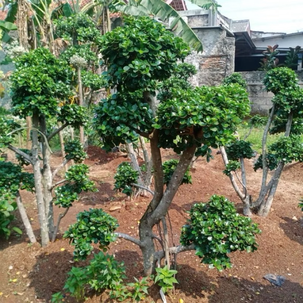 Tanaman Hias Bonsai Beringin Korea Tinggi 1m - 1,5m batang besar