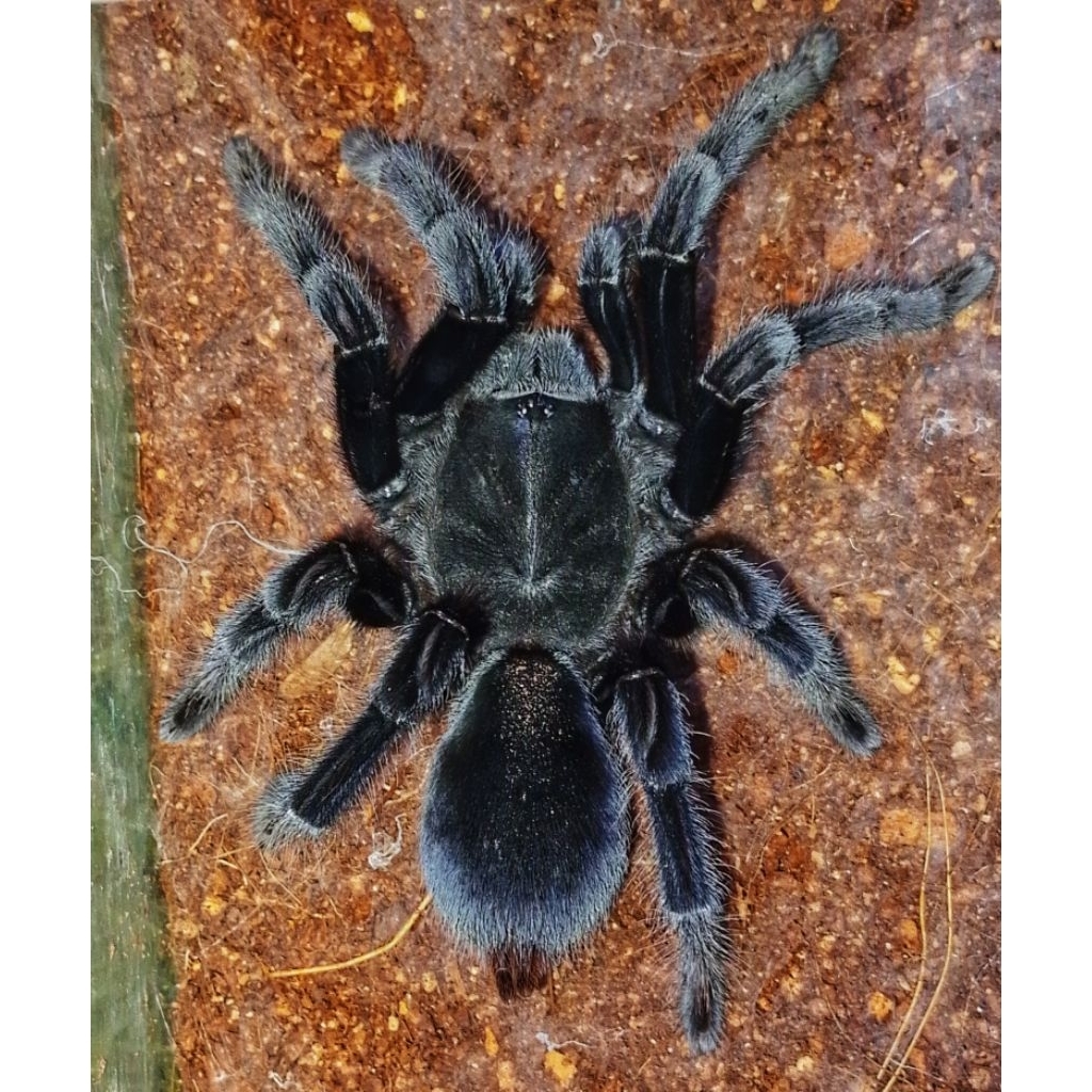 DISPLAY tarantula Selenocosmia javanensis " 7-10cm --MICRORAV--