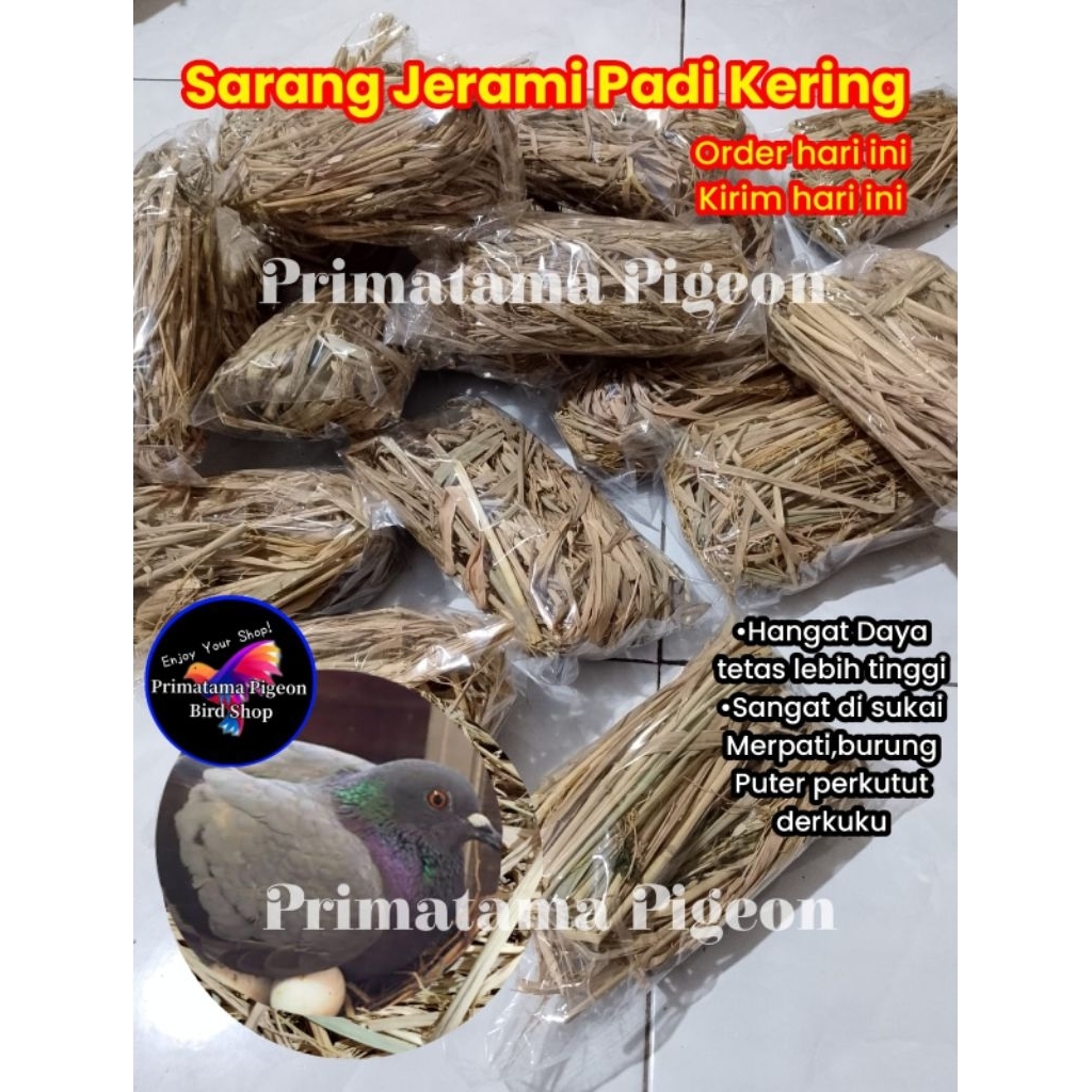 Sarang Burung Ayam Jerami  untuk bertelur / Jerami  padi Kering / Jerami Padi Kering Sarang Bertelur