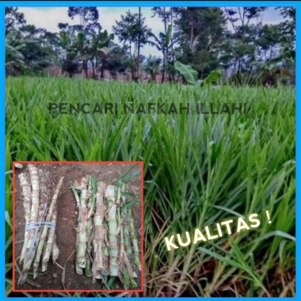 COD rumput odot bibit odot pakan ternak +50 batang