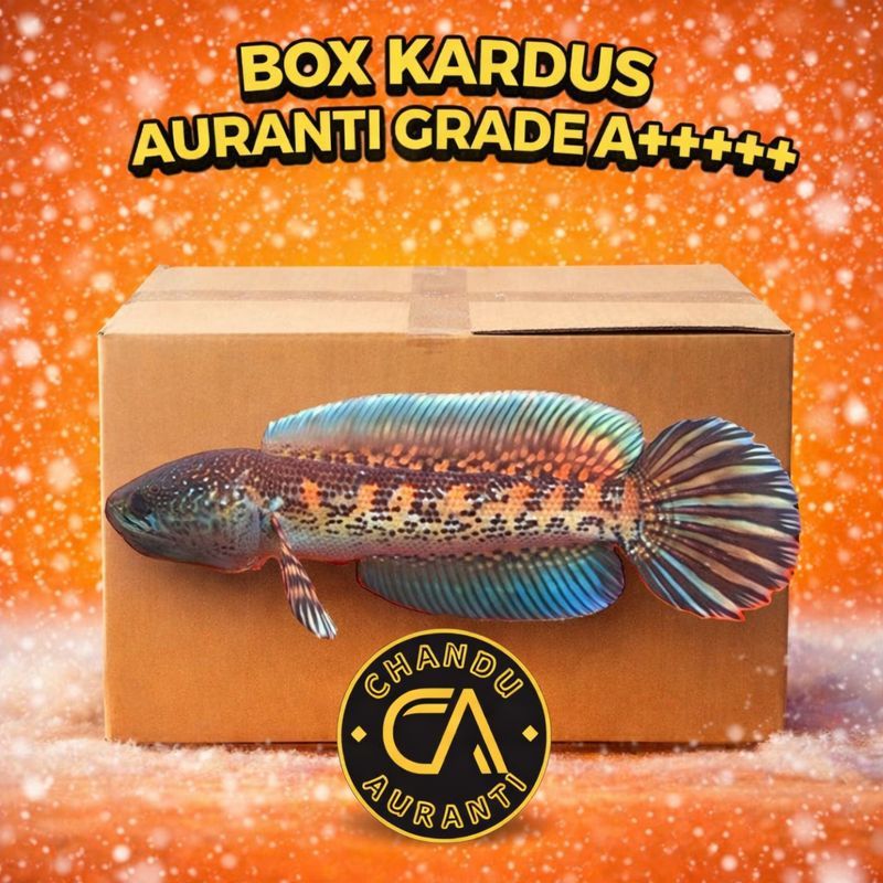 Box Kardus Channa Auranti WC/CB 12-17cm Dorpol Pajangan Aquarium Ruang Tamu Grade A+++++