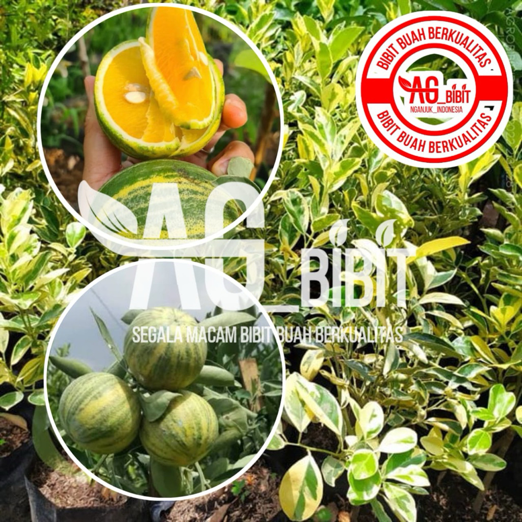 BIBIT JERUK SANKIS VARIGATA BERBUAH CEPAT GENJAH - HASIL OKULASI