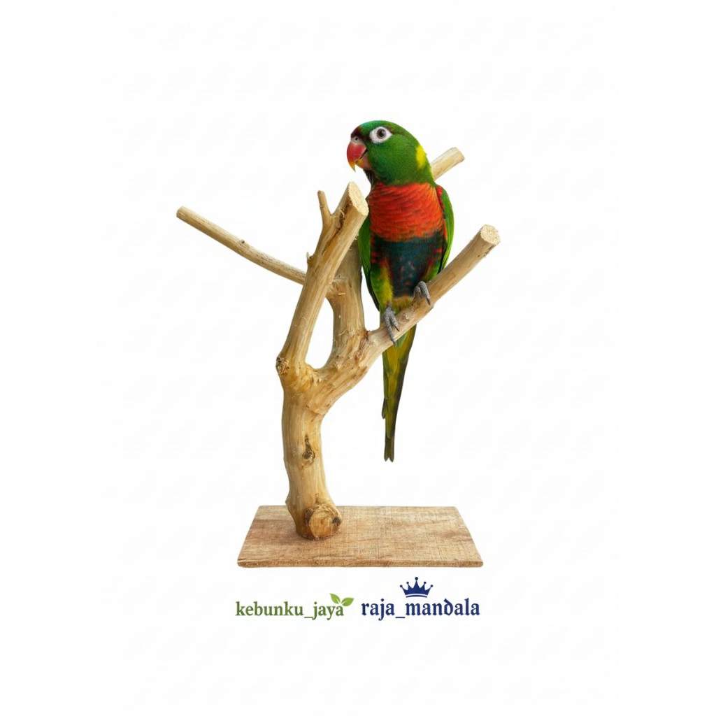 Jual tangkringan burung kayu kopi bercabang 60cm