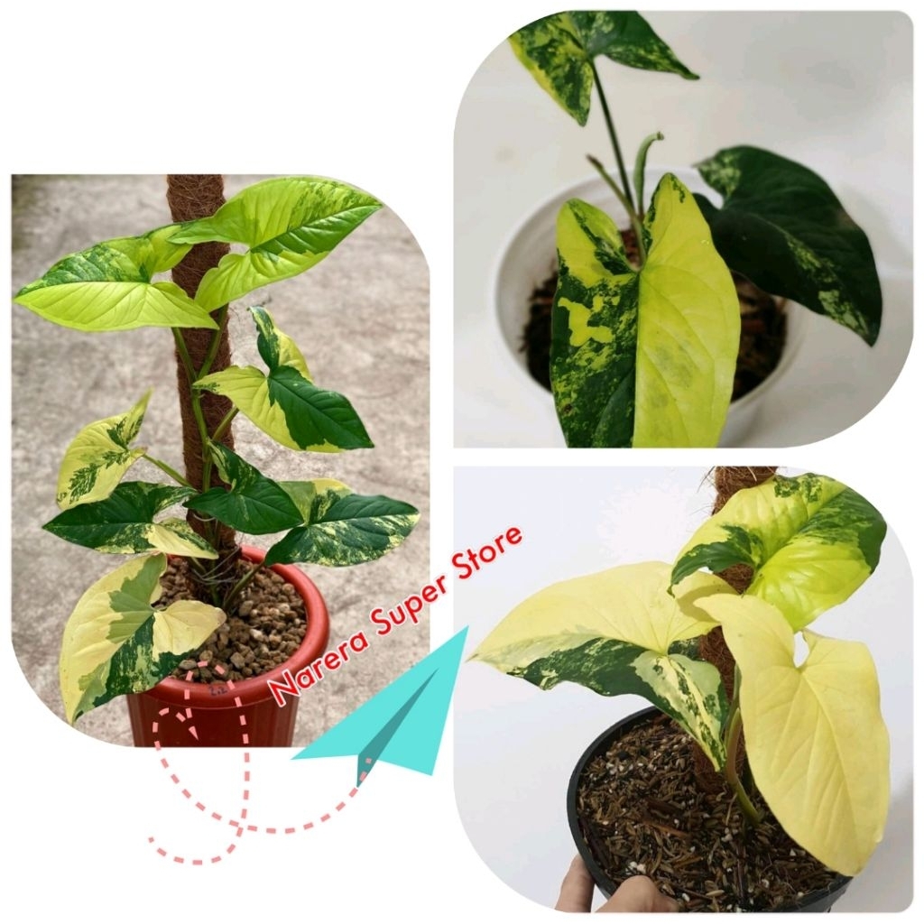 Syngonium Yellow Aurea Variegata Singonium Kuning Murah Ekonomis