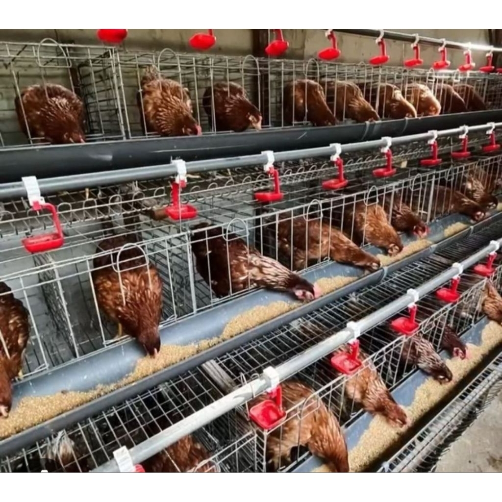 Pakwt Ayam Petelur 100 Ekor + Set Kandang Batrei Skala Rumahan