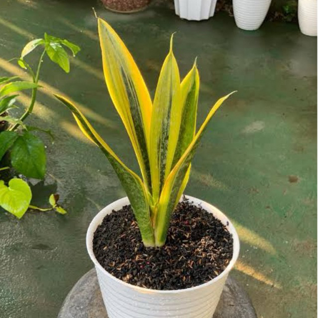 Tanaman sansevieria gold flame - sansivera goldflame - golden flame - lidah mertua - Tanaman hias -U