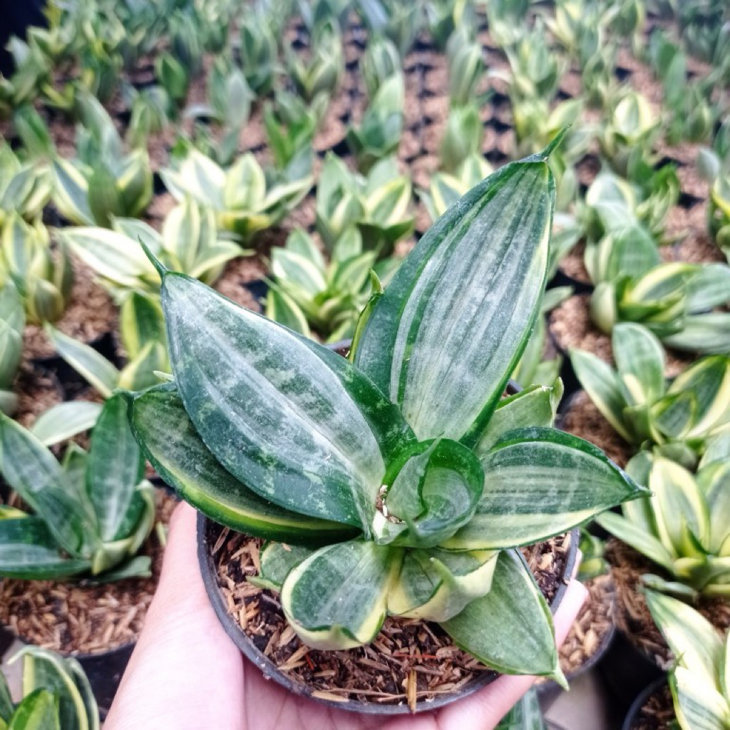 Tanaman sansivieria silver frost - sansivera silver frost - sansivera lidah mertua - tanaman hias in