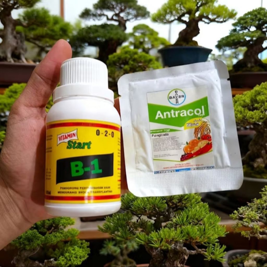paket 2pcs Vitamin akar B1 + Antracol Fungsida Mepersehat Akar Dahan Pohon Bonsai dan Hias