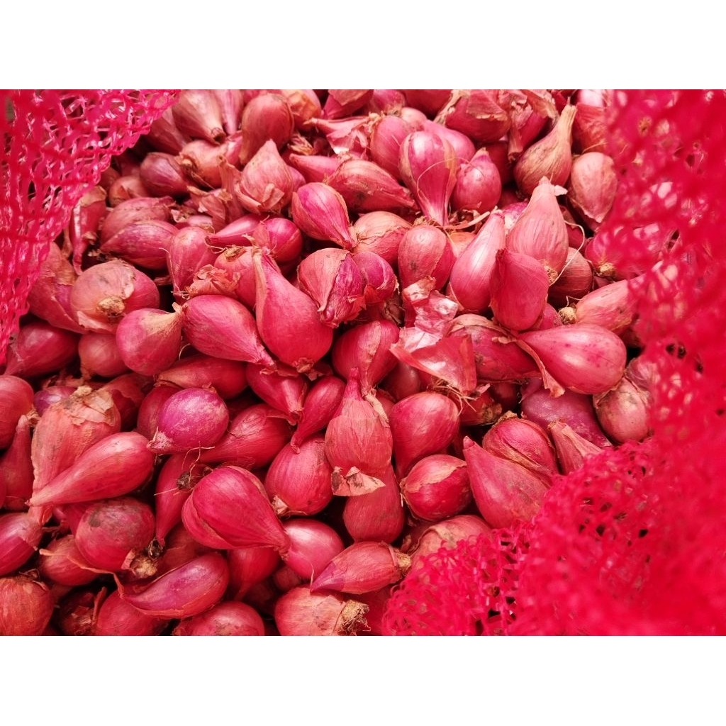 Brebes Super Rata Bawang Merah Besar brebes Asli 1 Kg Langsung Petani
