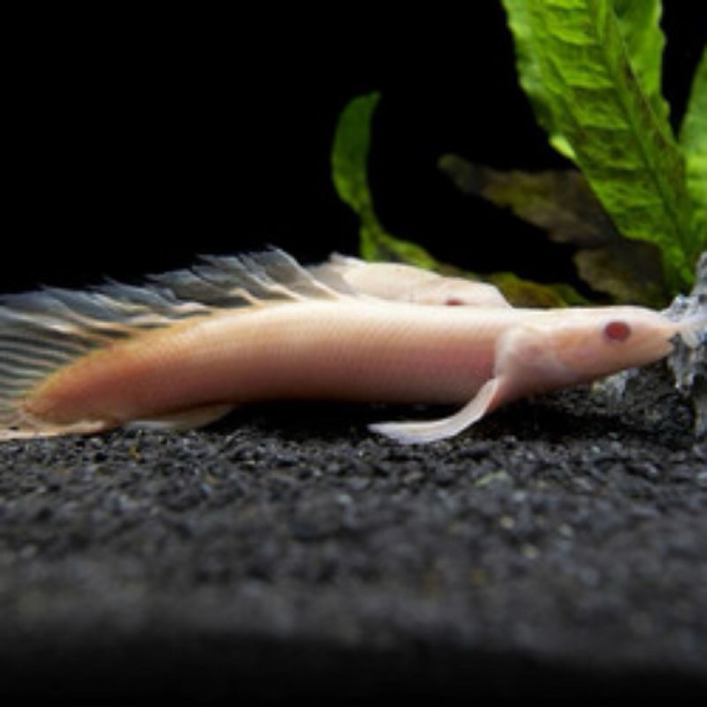ikan hias palmas albino