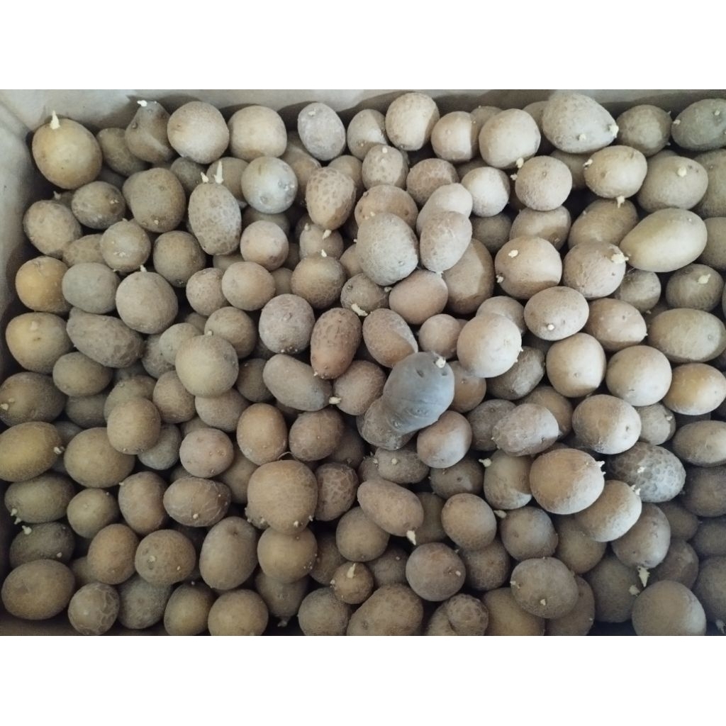 G0 siap tanam granola L 1000 knol