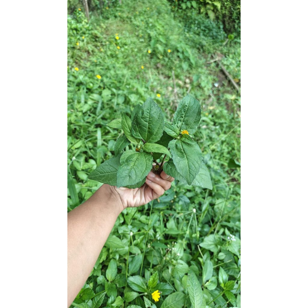 Daun jotang/lalapan jotang,legetan fress baru baru petik