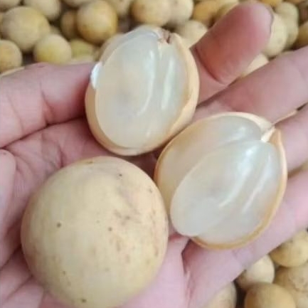 Duku Palembang Manis Berat 500gr [LANGSUNG KIRIM] Dukuh Enak