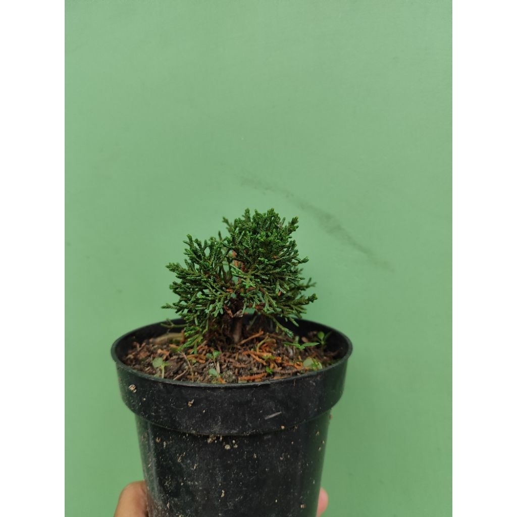 Bahan Bonsai Cemara Sargenti Pingpong/ Bibitan Cemara Kishu/ Juniperus Kishu