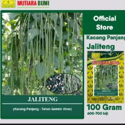 Benih Kacang Panjang Jaliteng 100 Gram isi 600-700 biji Original Mutiara Bumi