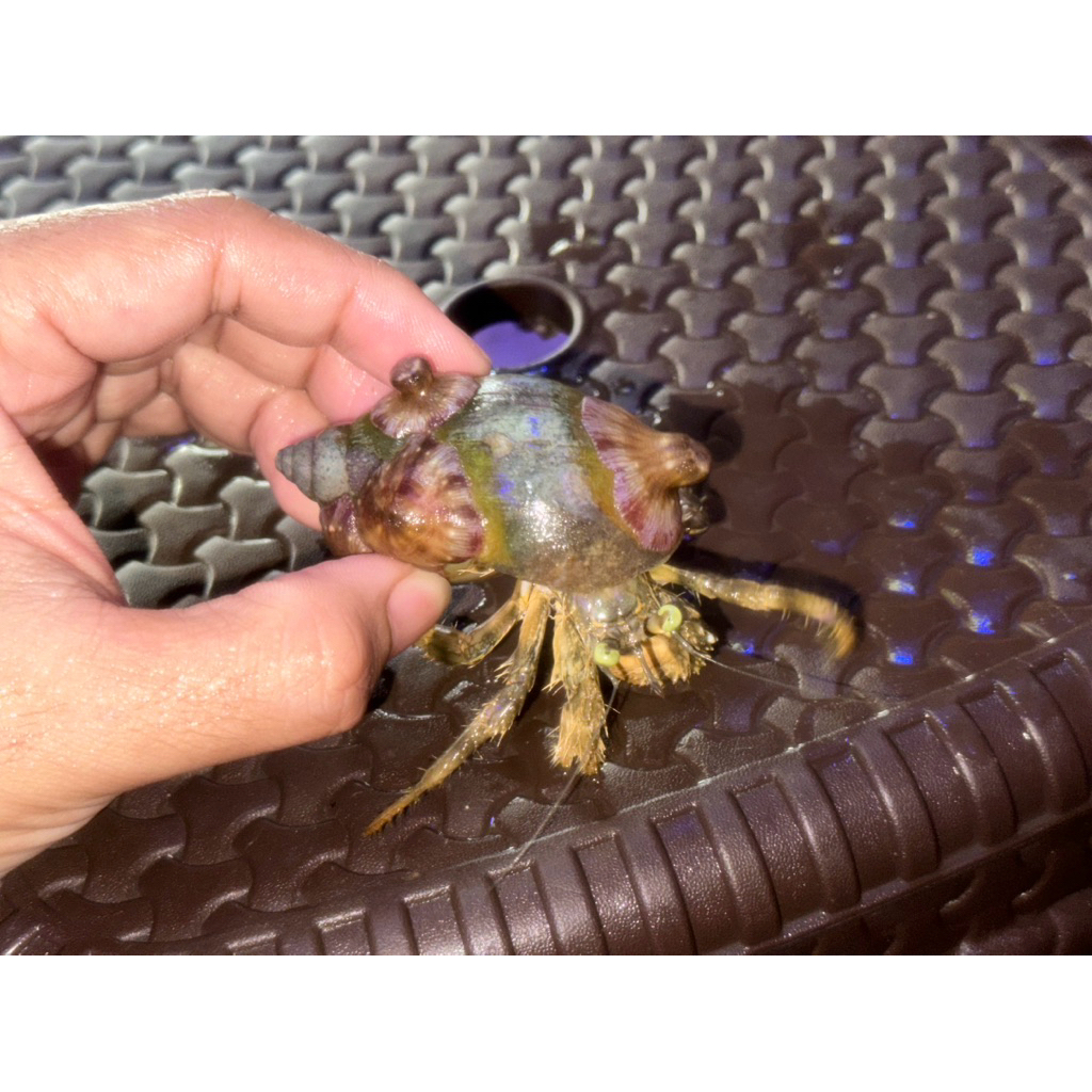 kelomang anemon air laut