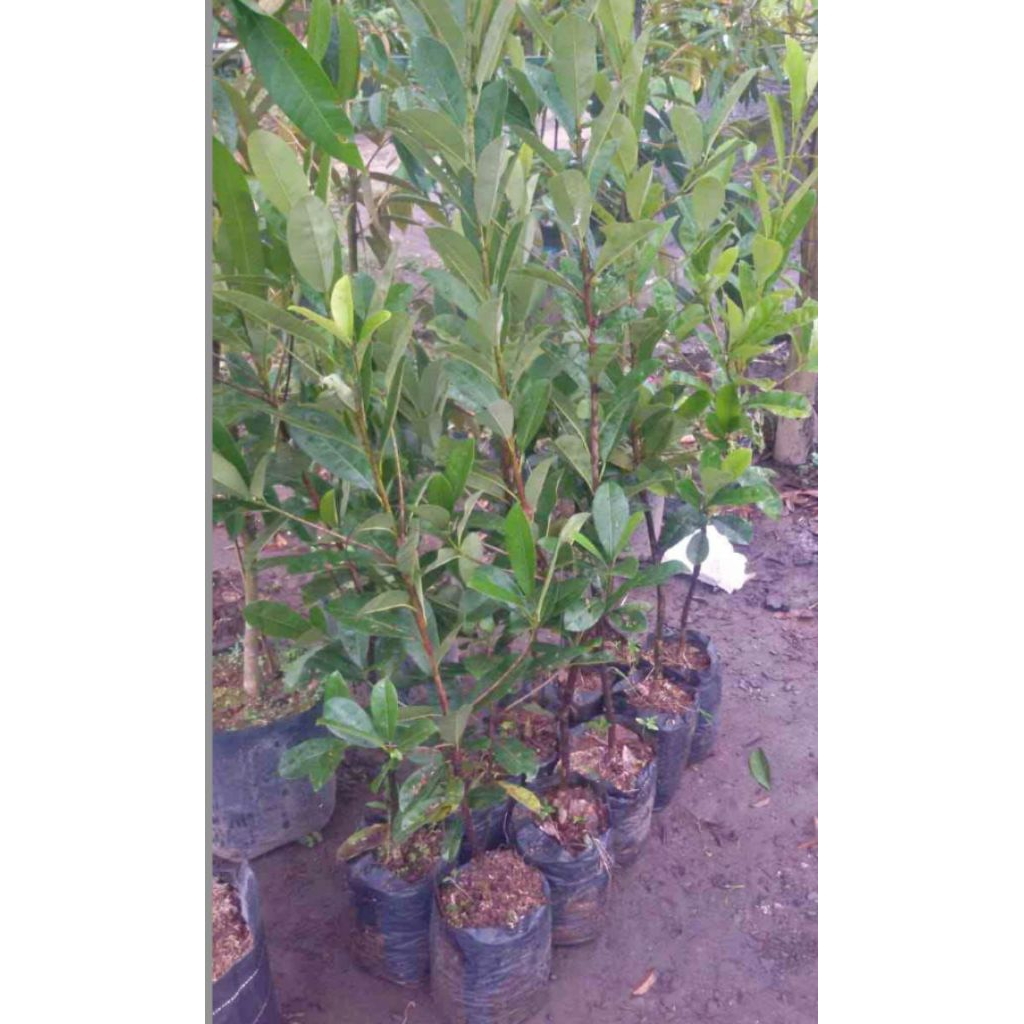 bibit sawo kecik(dari biji) sawo lokal