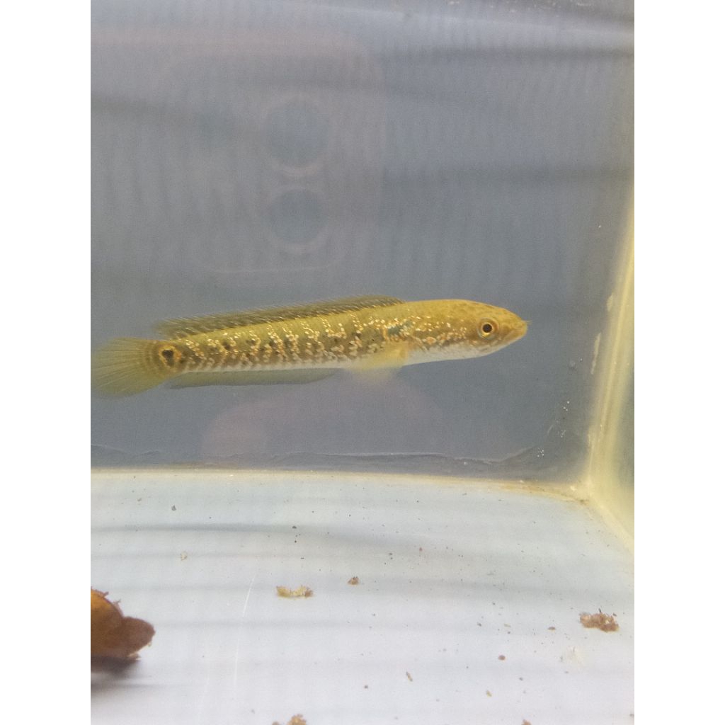 Chana Asiatica Kalimaya