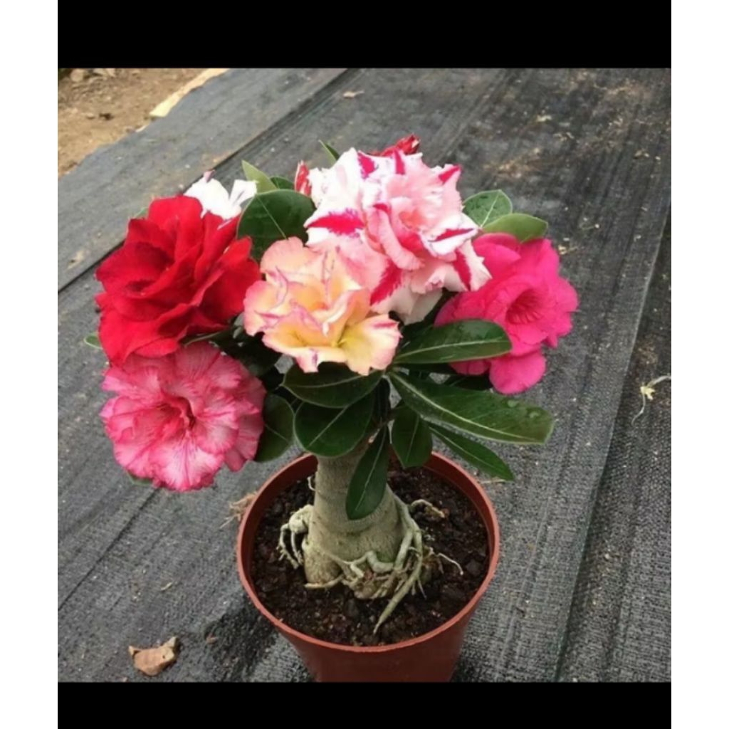 PROMO..ENTRES BUNGA ADENIUM/KAMBOJA JEPANG