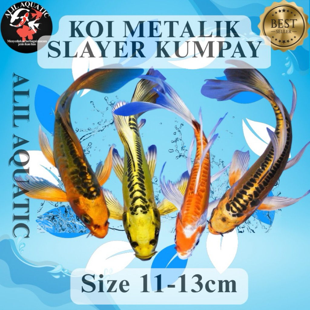 Koi Metalik Slayer Kumpay Butterfly Size 11-13cm Bergaransi