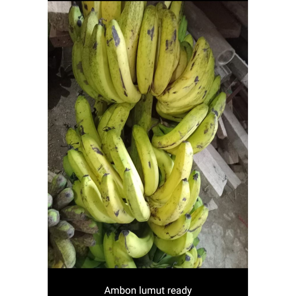 Pisang Ambon Lumut
