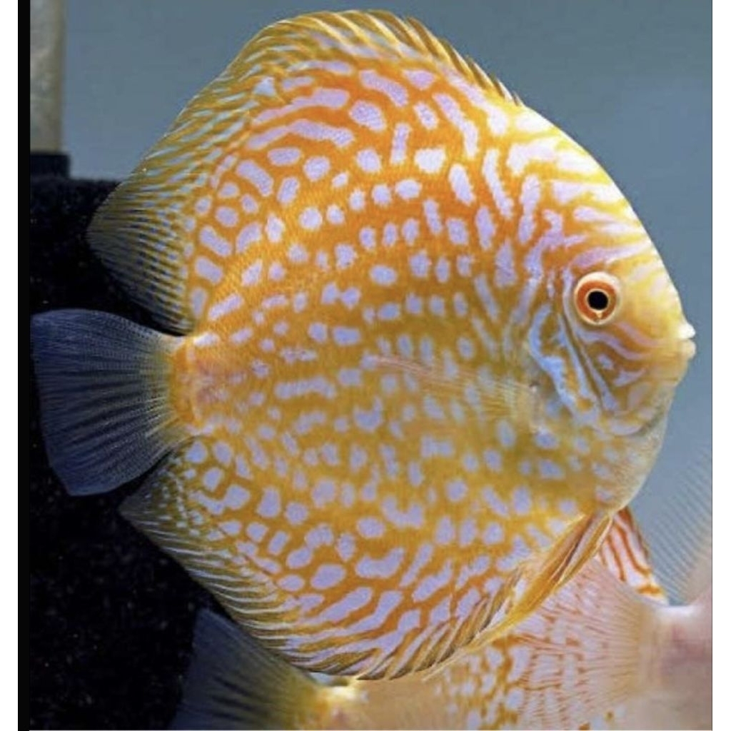 Discus Pigeon Yellow // Discus Ikan hias Aquarium // Aquascape