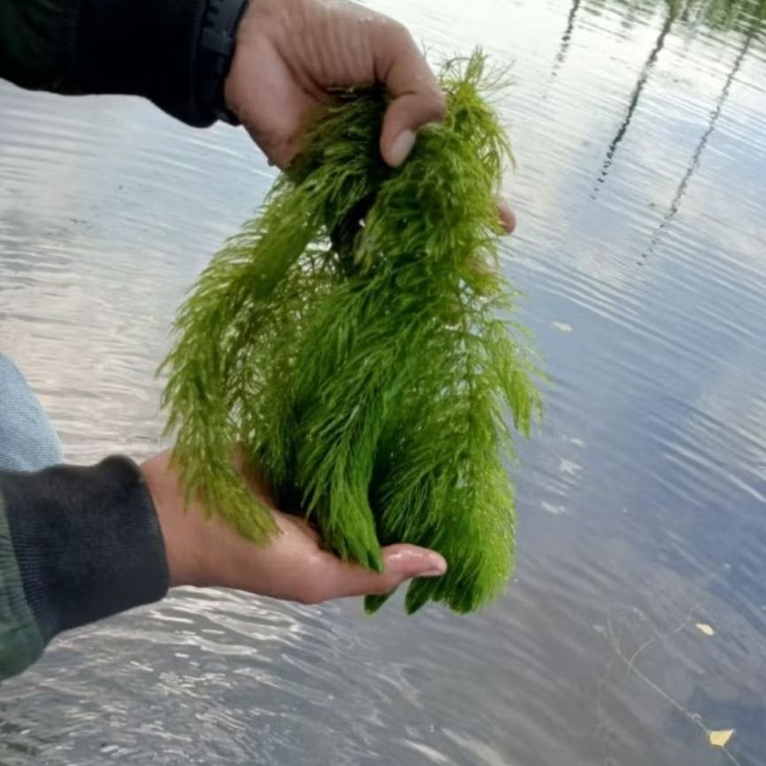 Ganggang Ekor Tupai Fresh